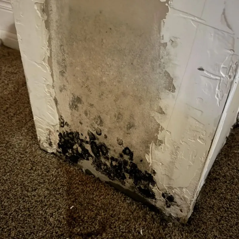Professional Mold Removal in Scotts Bluff County, NE